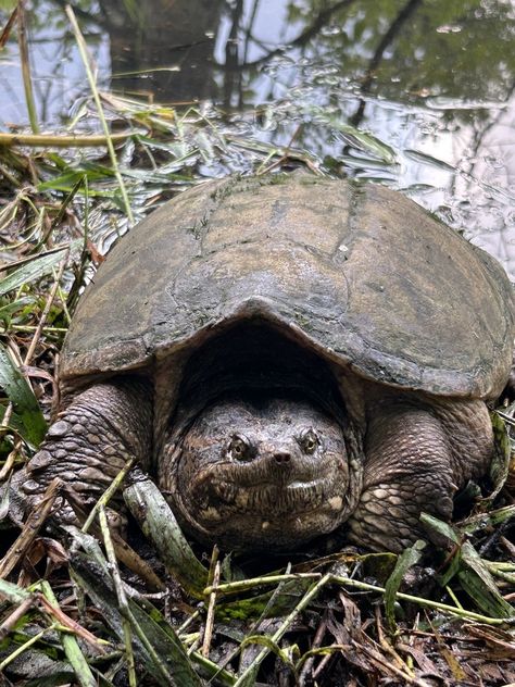 Common Snapping Turtle (Chelydra serpentina) Common Snapping Turtle, Sarah Ross, Snapping Turtle, Word Pictures, Turtles, Animals