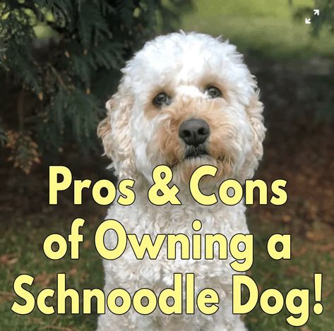 Miniature Schnoodle Puppies, Snoodle Puppies Dogs, Miniature Schnoodle, Schnoodle Puppies For Sale, Schnoodle Puppy, Schnoodle Dog, Teen Swag, Crochet Circle, Puppy Grooming