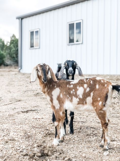 Livestock Farming Animals, Goat Farm Aesthetic, Goat Homestead, Goats Homestead, Goat Pens, Pet Goats, Farm Goats, Nubian Goats, Farm Livestock