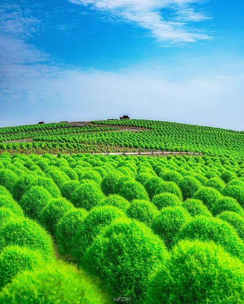 Hitachi Seaside Park, Seaside Park, Ibaraki, Japan Photo, San Antonio Tx, Tokyo, Around The Worlds, Japan, Travel