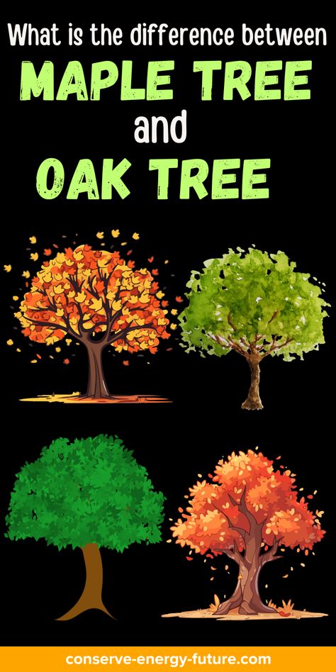 There are many things to consider when choosing a tree to plant. Oak and maple trees are two of the most often selected varieties. Each can be the best option in certain circumstances due to their distinct advantages. To assist you in choosing the best kind of tree for your needs, let’s examine some of the main distinctions between these two varieties. / maple tree . Japanese. Red maple tree. Maple tree Landscape. Aesthetic maple tree. Types of maple tree. Autumn blaze. Chinese. Small / Maple Tree Landscape, Autumn Blaze Maple, Japanese Red Maple, Tree Types, Red Oak Tree, Landscape Aesthetic, Red Maple Tree, Tree Autumn, Conserve Energy