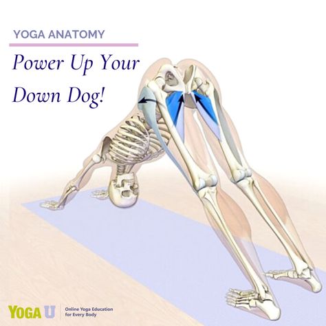 Bandha Yoga, Pnf Stretching, Punkty Spustowe, Baddha Konasana, Hip Yoga, Yoga Muscles, Hip Opener, Butterfly Pose, Yoga Anatomy