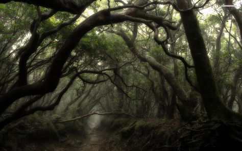 Forest Wallpaper, Dark Forest, In The Woods, Trees, Forest, Road