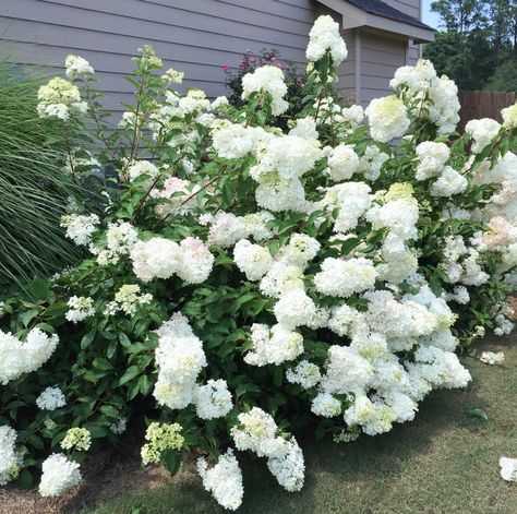 best plants that grow in shade hydrangea Shade Loving Plants Landscaping, Best Hydrangeas For Shade, White Shade Garden, Shade Hydrangea, Hydrangea Shade, Flowering Shade Plants, Plants That Love Shade, Shade Landscaping, Shady Garden