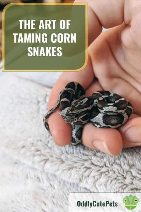 Corn Snake Enrichment, Corn Snake Habitat, Pet Corn Snake, Cornsnakes Habitat, Corn Snake Habitat Ideas, Corn Snake Terrarium Ideas, Milk Snake Enclosure, Corn Snake Vivarium, Corn Snake Cute