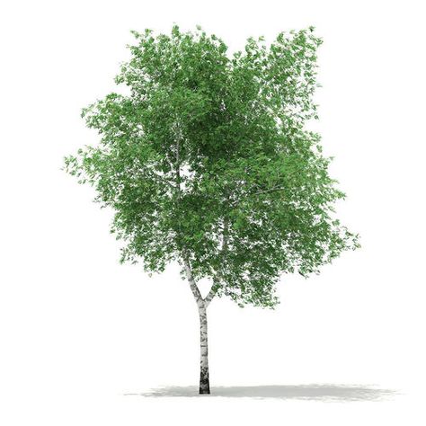 Silver Birch Tree, Betula Pendula, Planting Ideas, Planting Shrubs, Tree Images, Silver Birch, Birch Tree, Nurseries, 3ds Max