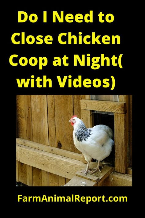 Oviparous Animals, Period Cycle, Automatic Chicken Coop Door, Embryonic Development, Chicken Shed, Chicken Owner, Free Range Chickens, Building A Chicken Coop, Chicken Coop Plans