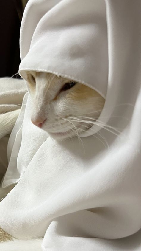 Muslim Cat Pfp, Cute Cat Profile Pics, Cat In Hijab, Islamic Cat, Muslim Cat, Hijab Pfp, Bg Images, Zoo Photography, Insta Reel