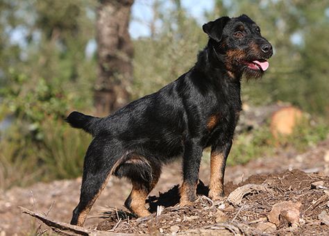 Black And Tan Terrier, Jaw Muscles, Puppies Pictures, Fit Dogs, Dog Breeding, Farm Dogs, Working Dog, Group 3, Hunting Dog