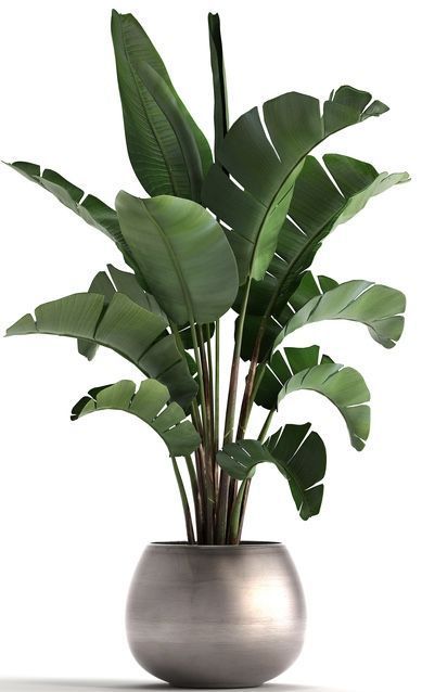 Gardening Planting, Plant Texture, Banana Palm, نباتات منزلية, Banana Plants, Palm Plant, Planter Design, Low Light Plants, Plant Decor Indoor