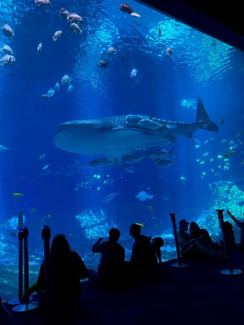 Shark Athstetic, Georgia Aquarium Whale Shark, Sharks Homescreen, Shark Aethestic, Whale Shark Aquarium, Shark Astetic, Whales Aesthetic, Shark And Jellyfish, Whale Shark Aesthetic