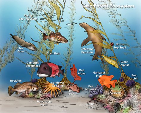 kelp forest ecosystem.  Need diagonal kelp/rocks with urchins and sea stars. Ecosystem Drawing Ideas, Ecosystem Drawing Easy, Biome Drawing, Ecosystem Drawing, Ocean Biome, Underwater Ecosystem, Ocean Ecosystem, Sea Drawing, Forest Ecosystem