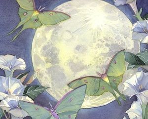 Victorian Fairy, Increase Sales, Sneak Peek, Full Moon, Moth, The Moon, Butterflies, Moon, Art