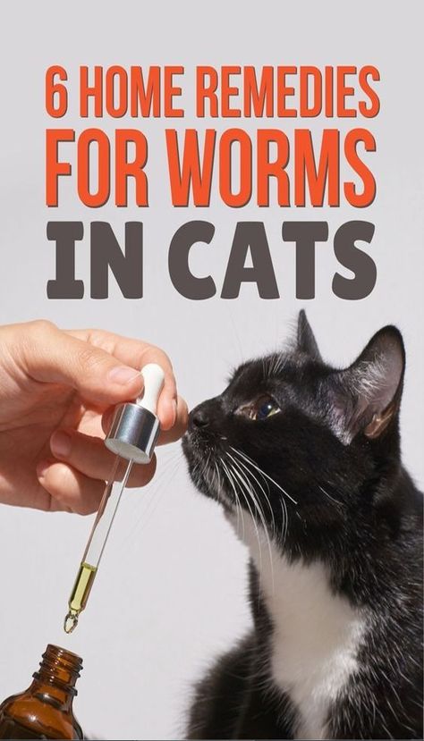 Home remedies for worms in cats: Check out our article and find out how you can deal with boring worms in cats! How To Get Rid Of Worms In Cats, Cat Dewormer, Cat Worms, Cat Remedies, Diy Cat Food, Cat Illnesses, Cat Vet, Natural Pet Care, Cats Stuff