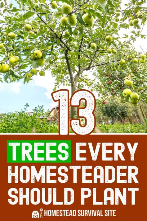 Homesteading Diy, Growing Fruit Trees, Homestead Farm, Homestead Gardens, Homesteading Skills, Urban Homesteading, Aquaponics System, Homestead Survival, Backyard Farming