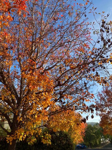 #fallaesthetic #autum #fall #nature #falltrees Brandon Core, Fall Aesthetics, October Sky, Christian Fall, Fall Nature, Fall Mood Board, Fall Mood, Fall Inspo, Late Fall