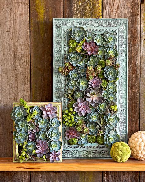 Succulent Wall Garden, Succulent Wall Planter, Succulent Frame, Vertical Succulent Gardens, Vertical Vegetable Garden, Succulent Gardens, Succulent Wall Art, Vertical Herb Garden, Succulent Centerpieces