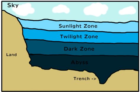 Zones Of The Ocean, Ecosystems Diorama, Homeschool Summer, Ocean Diorama, Ocean Zones, Mariana Trench, Ocean Classroom, Ocean Theme Preschool, Summer Homeschool