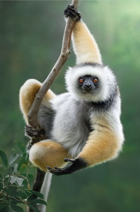 Pet Reference, Mammal Photography, Monkey Reference, Animal Sketchbook, Monkey Photography, Regard Animal, Unusual Animals, Blackjack, African Animals