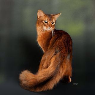 Dark red cat. Fluffy Cat Breeds, Dark Ginger, Cat Poses, Cat Expressions, Cat Anatomy, Warrior Cat Oc, Cat Reference, Exotic Cats, Ginger Cat