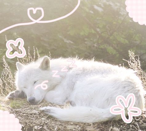 Cute Wolf Aesthetic, Silly Wolf, Wolf Pfp, Wolf Cute, Wolf Icon, Wolf Therian, Cute Wolf, Arctic Wolf, Wolf Love