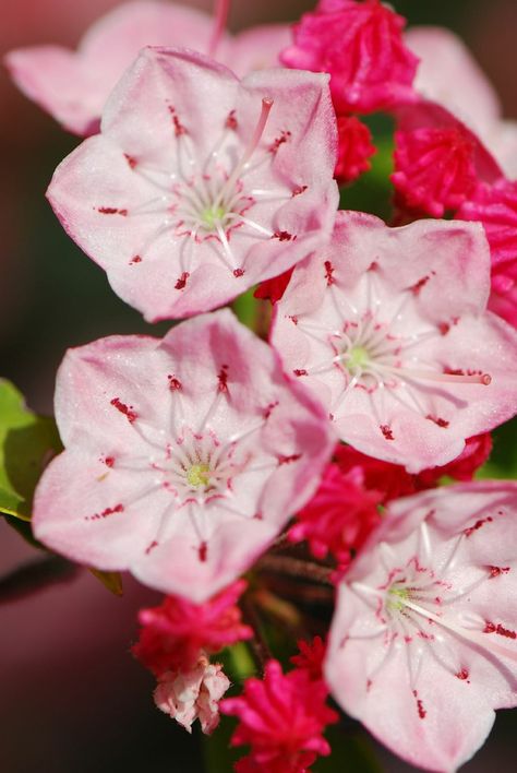 Mountain Laurel Drawing, Kalmia Flower, Mountain Laurel Flower, Mountain Laurels, Laurel Tattoo, Laurel Flower, Bush Flowers, Kalmia Latifolia, Watercolor Flowers Pattern