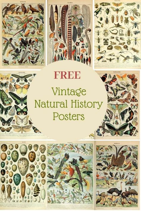 Vintage Natural History Posters, Vintage Scientific Drawings, Natural History Bedroom, Vintage Inspired Gallery Wall, Vintage Scientific Illustration, Natural History Decor, Vintage Science Posters, Free Science Posters, Nature Cabinet