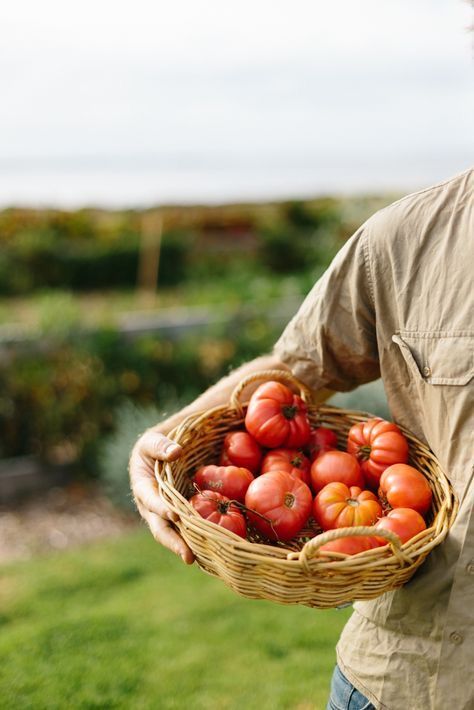 Big Farm, Gardening Vegetables, Farm Photography, Tomato Garden, Farms Living, Garden Photography, Growing Tomatoes, Farm Gardens, Kitchen Garden