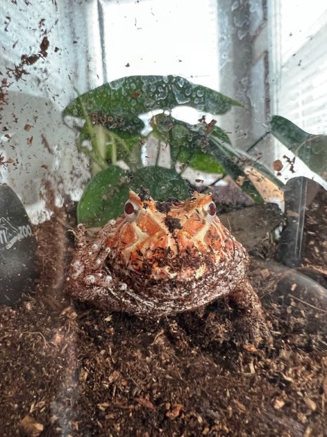 An apricot Pac-Man frog sitting in front of the tank glass with its right hand in the glass. He is sitting on dirt with plants in the background. Pac Man Frog, Pacman Frog, Frog Pictures, Animal Room, Frog And Toad, Reptiles And Amphibians, Toad, Amphibians, Reptiles