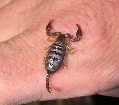 Juvenile wood scorpion on hand This is a picture of a Juvenile wood scorpion (Euscorpius Concinnus). Some kids found these under a rock and where playing around with these scorpions.<br /> Although looking impressive, these scorpions hardly use their sting and when they do the effect is only minor (like a musquito bite).<br /> Determination thanks to Jan Ove Rein from 'The scorpion files' website. Cercophonius squama,Closeup,Euscorpius Concinnus,France,Geotagged,Scorpion Scorpion Bites, Editing Skills, A Rock, Spiders, Scorpion, France, Wood, Quick Saves