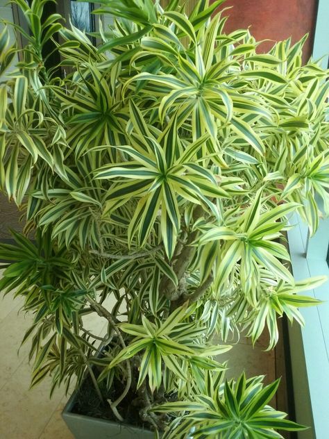 Indian Indoor Plants, Plants For Sunny Areas, Houseplant Decor, Water Plants Indoor, Houseplants Decor, Home Backyard, Tropical House Plants, Houseplant Care, نباتات منزلية