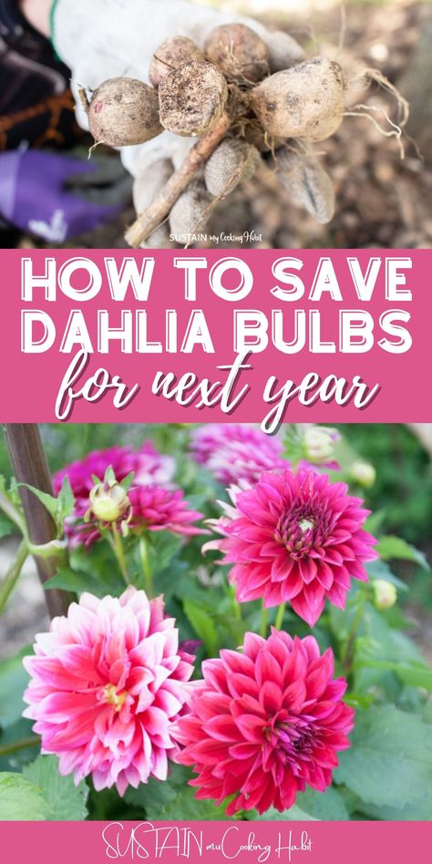 rs but wish you could enjoy their blooms year after year? Well now you can with this step by step tutorial on how to save dahlia bulbs for next year. Wintering Dahlia Bulbs, When To Dig Up Dahlia Bulbs, Caring For Dahlias, Dahlia Bulbs Storing, When To Plant Dahlia Bulbs, Dahlia Growing, Hawaii Garden, Yard Transformation, Dahlia Flower Garden