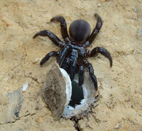 trapdoor spider from central africa | 相片擁有者 Stanislav Macík Trapdoor Spider, Funnel Web Spider, Arachnids Spiders, Spider Species, West Australia, Web Spider, Cool Insects, Cool Bugs, Central Africa