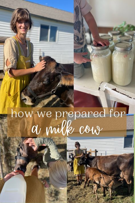 How we prepared for a milk cow - Wilson Homestead Homesteading Animals, Homestead Blog, Natural Medicine Cabinet, Raising Farm Animals, Cow House, Black Oil Sunflower Seeds, Homesteading Diy, Mini Cows, Jersey Cow