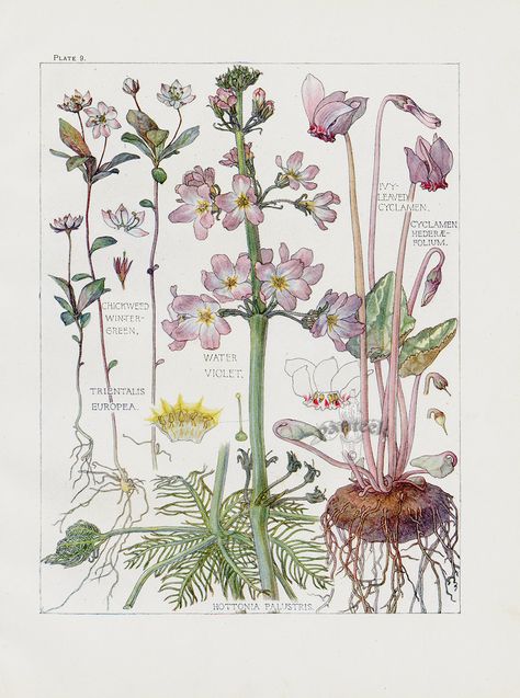 Cyclamen, Water Violet, from Botanical prints by H. Isabel Adams 1907 Wildflower Reference, Water Violet, Aesthetic Art Wall, Illustration Reference, Art Wall Painting, Reference Art, Divine Guidance, Illustration Botanique, Leaf Flower