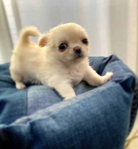 Cream White Teacup Chihuahua Puppies Available For Sale Big Dogs Breeds, Biggest Dog In The World, Teacup Puppy, Biggest Dog, Teacup Chihuahua Puppies, Cute Teacup Puppies, Pom Dog, Chihuahua Puppies For Sale, Westie Puppies