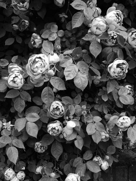 Inspired by 1000 Roses, Rambling Roses, Amazing Wallpaper, Roses Black, Black And White Photograph, Black Roses, Small Deck, Rose Wall, Flowers Black