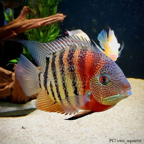 Red Tiger Severum Cichlid Fish South American Cichlid Tank, Severum Cichlid, Indoor Aquarium, Community Fish Tank, African Cichlid Tank, American Cichlid, African Cichlid Aquarium, South American Cichlids, Cichlid Aquarium