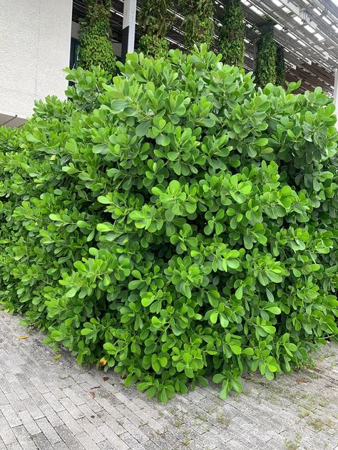 Is a Clusia Hedge Right for You? Florida Hedge Plants, Tropical Hedge Plants, Clusia Landscaping Ideas, Tropical Hedge, Clusia Plant, Clusia Hedge, Ficus Hedge, Retaining Wall Garden, Landscape Symbols