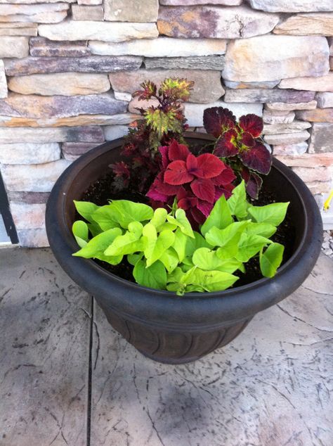 Coleus And Sweet Potato Vine, Coleus Planter Ideas, Coleus Plants Planters, Redhead Coleus, Coleus Planter, Coleus Containers, Sweet Potato Vines, Summer Pots, Shade Plants Container