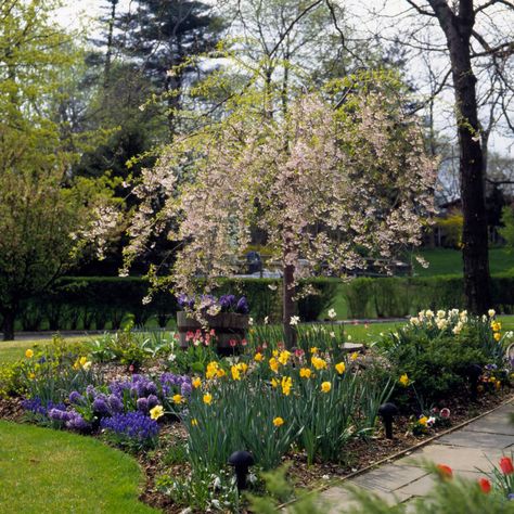 Weeping-Cherry Spring Bulbs Garden Flower Beds, Spring Bulb Planting Ideas, Bulb Border Design, Bulb Flower Bed, Bulb Design Ideas, Spring Bulbs Garden Ideas, Bulb Garden Ideas, Bulb Garden Design Layout, Bulb Garden Design