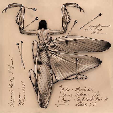 Insect Anatomy Illustration, Fantasy Anatomy Sketch, Moth Study Drawing, Monster Anatomy Sketch, Insect Wings Reference, Scary Insect Drawing, Fairy Anatomy Drawings, Horror Insect Art, Bug Wings Drawing