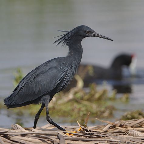 Black Heron, Neon Black, Animal References, Herons, Favorite Animals, Black Hole, Art References, Character Design Inspiration, Animal Photography