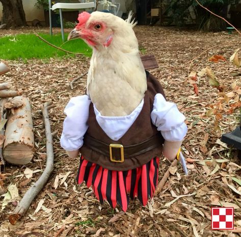 Chicken costume: We hope this photo from a Purina Poultry fan makes you smile.   Follow Purina Poultry on Pinterest for tips on raising chickens and flock fun! Costumes For Chickens Pets, Chicken Wearing Clothes, Funny Chicken Photos, Chickens Dressed Up, Costumes For Chickens, Chicken Alive, Chicken Outfits, Chicken Outfit, Eggs Decoration