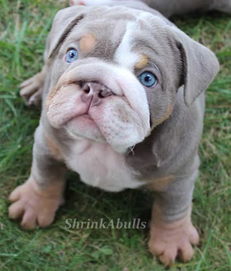 Lilac english bulldog puppy with clear blue eyes... I NEED IT!!! Clear Blue Eyes, Mini Bulldog, Cute Bulldog Puppies, Cute Bulldogs, English Bulldog Puppies, English Bulldog Puppy, Bulldog Puppies, English Bulldog, I Love Dogs