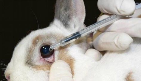 Sign: Pass the Humane Cosmetics Act to Stop Cruel Animal Testing Stop Animal Testing, Factory Farming, Stop Animal Cruelty, Animal Welfare, Animal Rights, Guinea Pig, Guinea Pigs, Animal Rescue, Cruelty Free