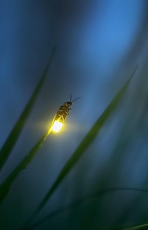 Foto Tips, A Bug, Firefly, Amazing Nature, Beautiful Creatures, Nature Beauty, Natural World, Animal Kingdom, Beautiful World