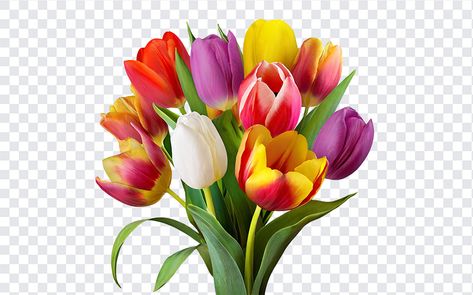 Tulip Flowers PNG Tulip Flowers Png, Flowers Png Hd, Tulip Png, Flower Bouquet Png, Red Rose Bouquet, Flowers Png, Daffodil Flower, Png Hd, Shiva Wallpaper