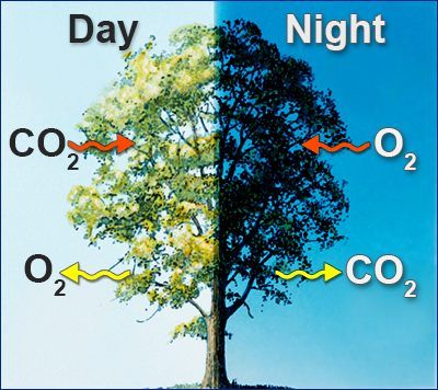 Plant Respiration, Respiration In Plants, Photosynthesis Projects, Photosynthesis Activities, Chapter Notes, Teaching Plants, Biology Plants, Notes Life, Biology Facts