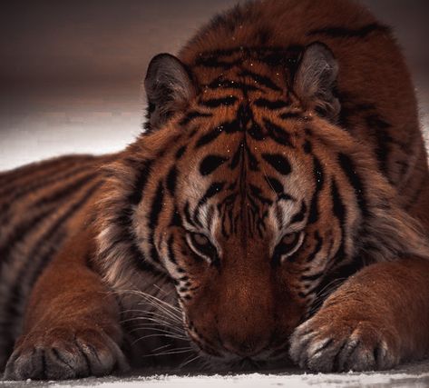 Siberian Tiger Aesthetic, Big Cat Aesthetic, Tiger Aesthetics, Thorn Aesthetic, Cat Aesthetic Pfp, Tiger Pfp, Tiger Aesthetic, Tiger Hair, Beautiful Wildlife